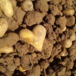 Innovatív ötletek az ételpazarlás megfékezésére